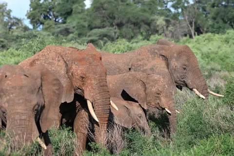 Elefanten im Meru Nationalpark