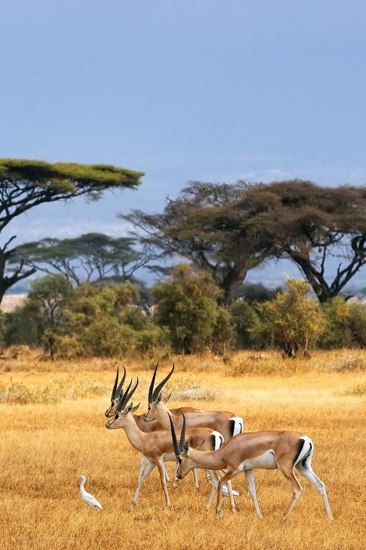 Safari